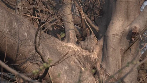 Squirrel, Red Vented Myna Playing in Tree, Bird Flying Away from Tree Stock Footage 85920677
