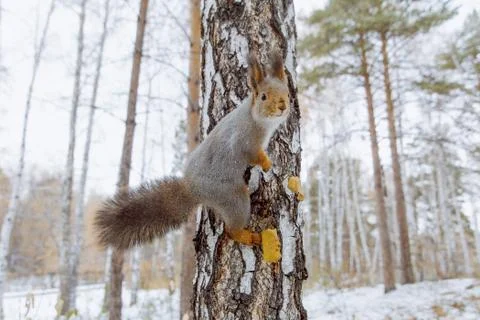 Squirrel red winter forest on background wild nature Stock Photos