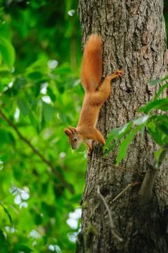 Squirrel redhead on a tree in summer. Stock Photos