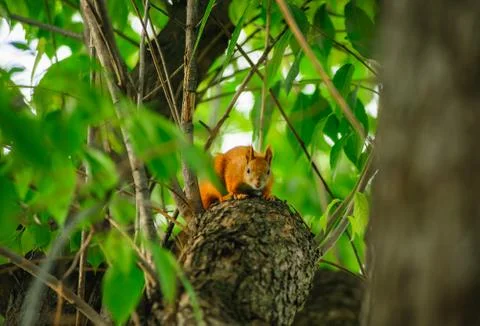 Squirrel redhead on a tree in summer. Stock Photos