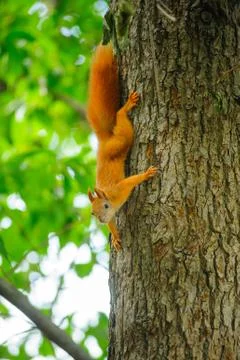 Squirrel redhead on a tree in summer. Stock Photos