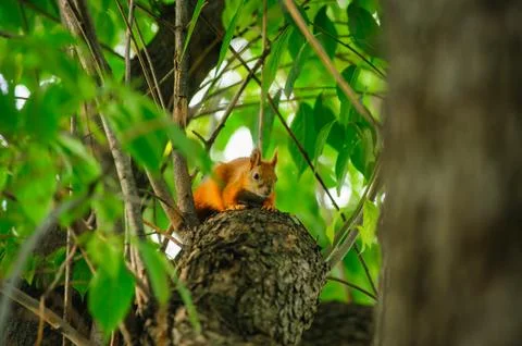 Squirrel redhead on a tree in summer. Stock Photos