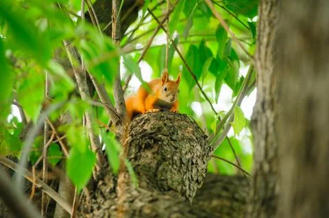 Squirrel redhead on a tree in summer. Stock Photos