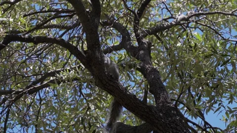 A squirrel relaxing in the branches of a tree Stock Footage 276099133