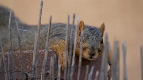 Squirrel relaxing on brick wall slow motion Stock Footage 146249972