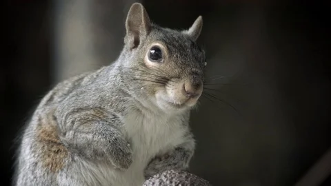 Squirrel relaxing Stock Footage 123811577