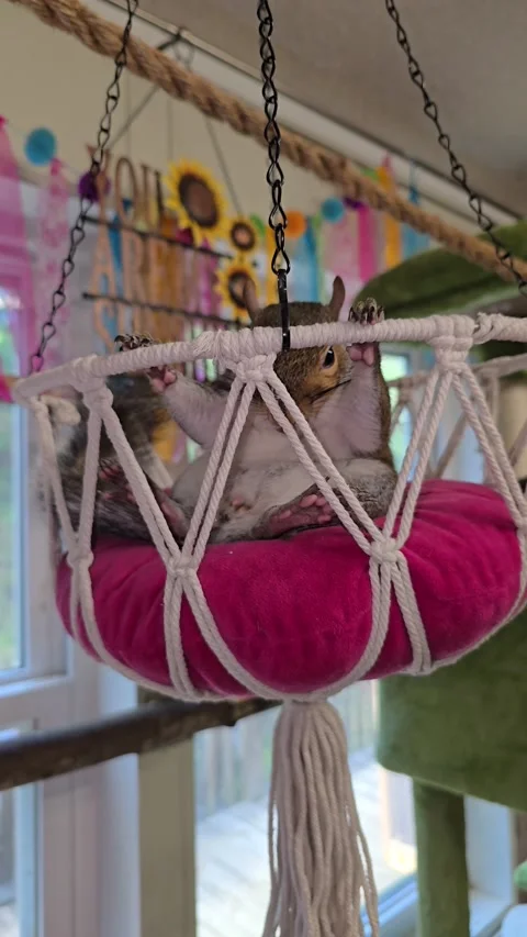 Squirrel Relaxing in his Swing, Marshall, North Carolina, USA - 21 Aug 2024 Stock Footage 283012369