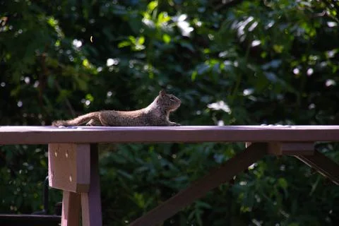 Squirrel Relaxing Stock-Fotos