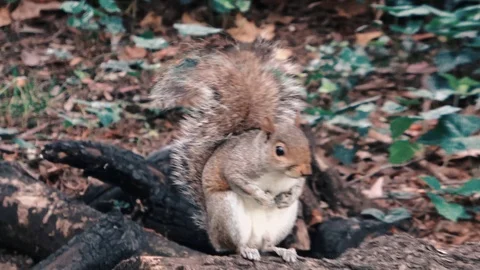 Squirrel relaxing on a tree branch then runs away  Stock Footage 113045598