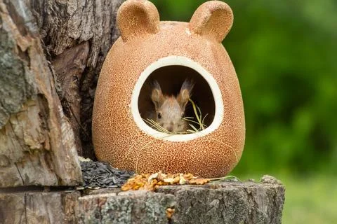 Squirrel release Stock Photos