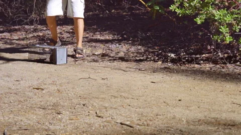 Squirrel Released From Trap, Slow Motion Stock Footage 140154796