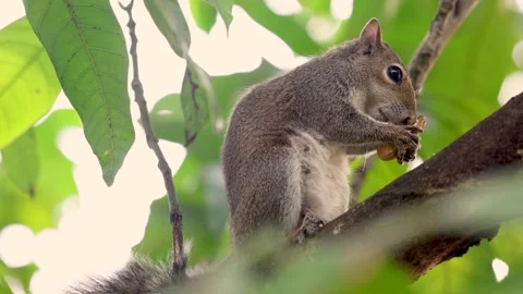 Squirrel Relishing a Peanut on a Branch Stock Footage 261214891