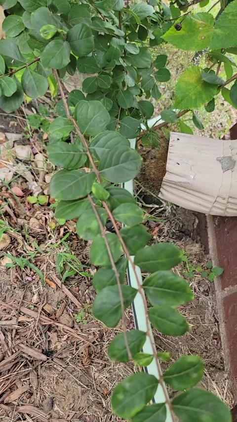 Squirrel Rescued After Getting Stuck in Gutter, Tulsa, Oklahoma, USA - 17 Oct 20 Stock Footage 253319006