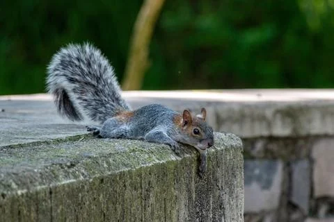 Squirrel resting on concrete ledge surrounded by greenery in Los Colomos Forest Stock Photos