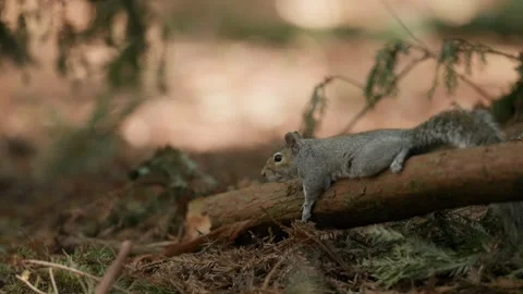 Squirrel Resting on a Fallen Redwood Log Within a Giant Forest Environment Видео 331108150
