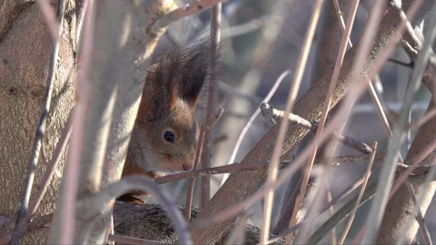 Squirrel is resting hiding among thick branches in a tree, close-up Video stock 104696430