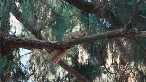 Squirrel resting lazily on a large pine tree branch Stock Footage 336868212