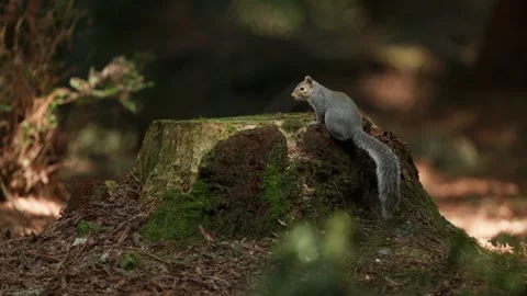 Squirrel Resting on a Mossy Redwood Tree Stump in the Forest 库存影片 331108247