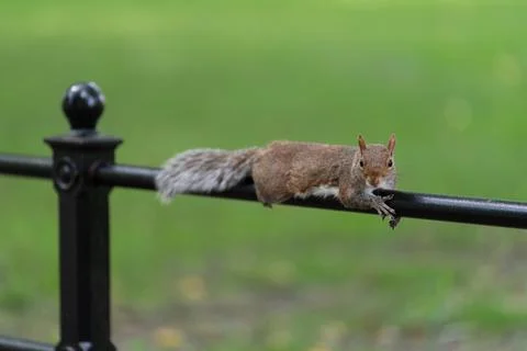 Squirrel resting on a park railing Stock Photos