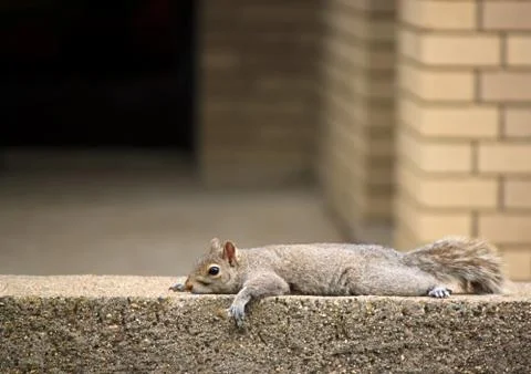 Squirrel resting Stock Photos