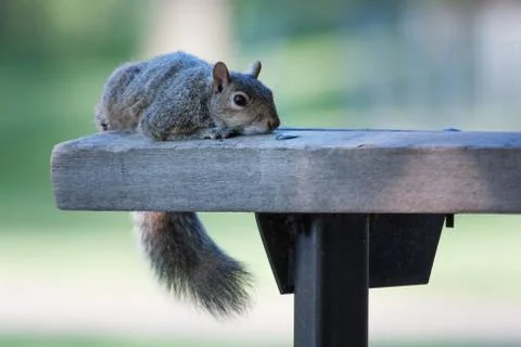 Squirrel resting Stock Photos