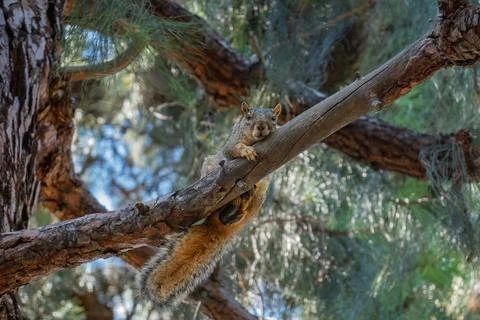Squirrel resting on a pine tree branch Stock Photos