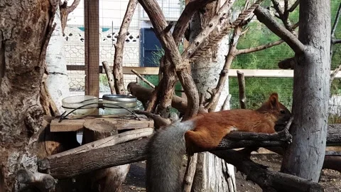 Squirrel Resting on a Tree Branch. Stock Footage 303603901