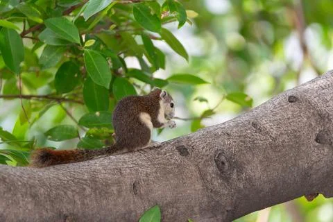 Squirrel Resting On Tree Branch Stock-Fotos