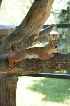 Squirrel Resting on a Tree Branch Stock Photos