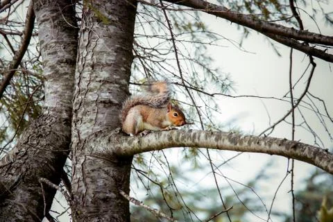 Squirrel resting in a tree 写真素材