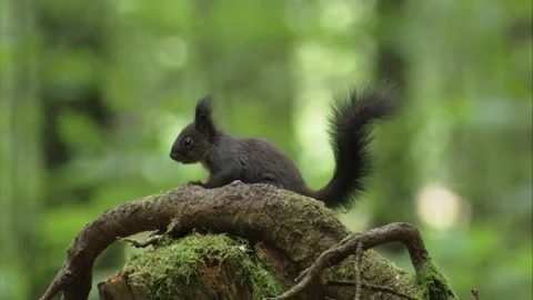 Squirrel resting on a tree stump with passing walkers in the background Stock Footage 322216709