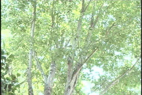 Squirrel-resting-zoom-in Stock-Footage 129946