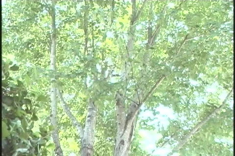 Squirrel-resting-zoom-in2 Stock-Footage 129991