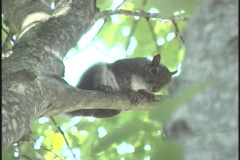 Squirrel-resting-zoom-out Stock-Footage 130010