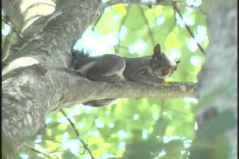Squirrel-resting-zoom-out2 Stock-Footage 130300