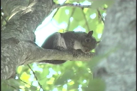 Squirrel-resting1 库存影片 130304