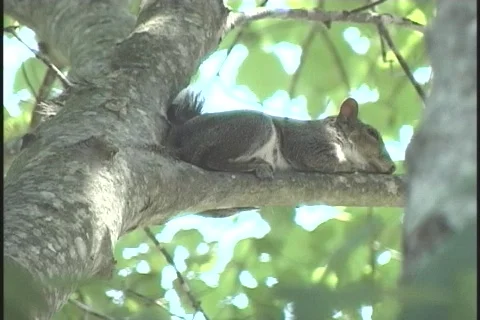 Squirrel-resting2 Stock-Footage 130308
