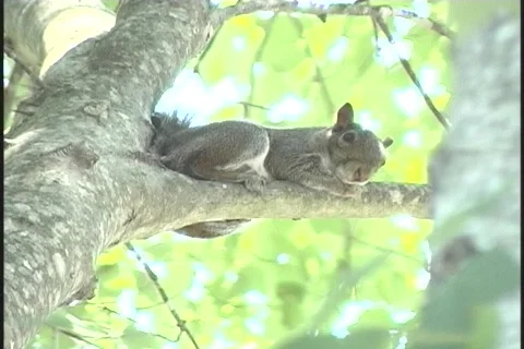 Squirrel-resting3 Stock-Footage 130310