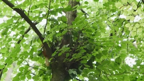 The squirrel returns to the nest with grass for the nest Stock Footage 76969637