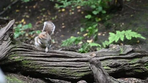 Squirrel In Risley Moss Stock Footage 280059762