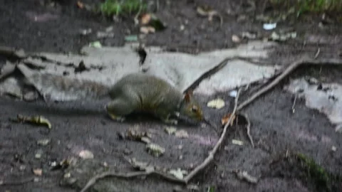 Squirrel At Risley Moss Stock Footage 280060951