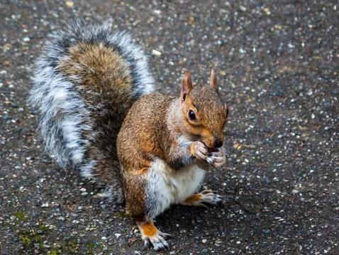 Squirrel on road in autumn Stock Photos