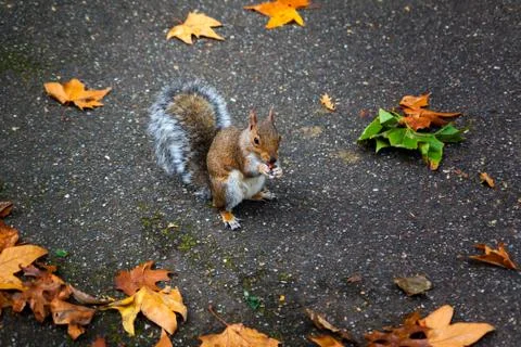 Squirrel on road in autumn Stock Photos