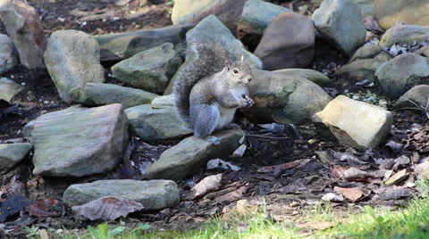 A squirrel on the rock Stock Footage 22605158