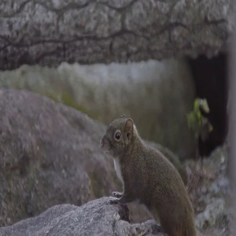 Squirrel on rock Vidéo 69455575