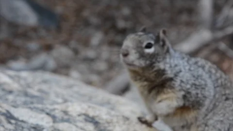 Squirrel on a Rock 库存影片 101569158