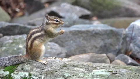 Squirrel on a rock Stock-Footage 303883727