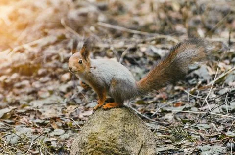 Squirrel on a rock in the forest in the spring Fotos de archivo