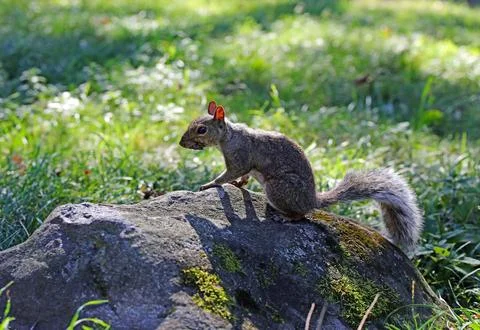 Squirrel on a rock with its long tail in Central Park in New York City Stock Photos