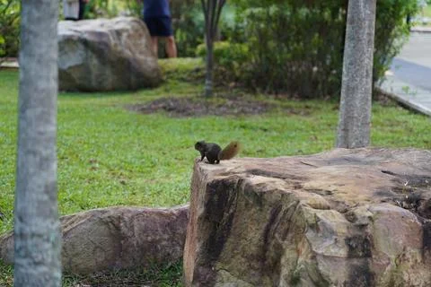 Squirrel on a Rock in a Park Setting Stock Photos